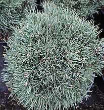 Сосна на штамбі Френшам / h 80-95 / Pinus sylvestris Frensham