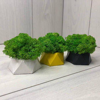 Композиція кашпо зі стабілізованим мохом 3 шт. M@M Еко Декор. (031mm)