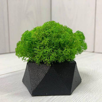 Кашпо зі стабілізованим мохом M@M Еко Декор Чорний. (011mm g)