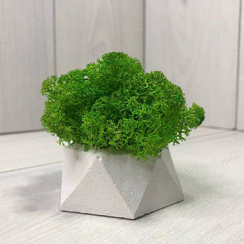 Кашпо зі стабілізованим мохом M@M Еко Декор Білий. (010mm w)