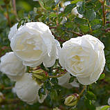 Double Scotch White - Дабл Скоточ Вайт, фото 4