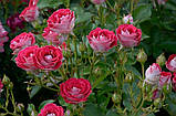 Schöne Koblenzerin  -  Шоне Кобленцерин  (Schone Koblenzerin, "Ruby Ice"), фото 3