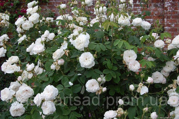 Мадам Харди - Mme. Hardy (Shrub Rose): описание, характеристики, фото и отзывы