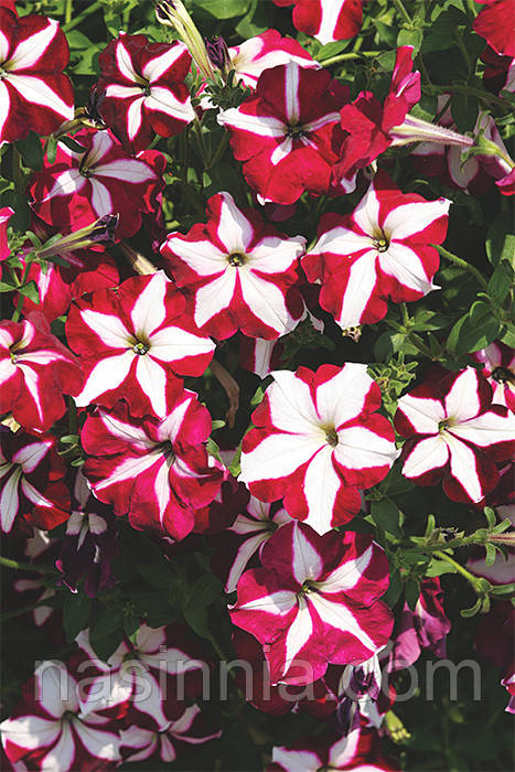 Petunia grandiflora Петунія Лавина Пурпурова зірка F1 100 насінин