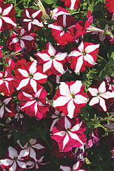 Petunia grandiflora Петунія Лавина Пурпурова зірка F1 100 насінин