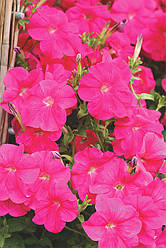 Petunia grandiflora Петунія Лавина Рожева F1 100 насінин