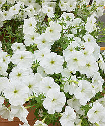 Petunia grandiflora Петунія Лавина Біла F1 100 драже