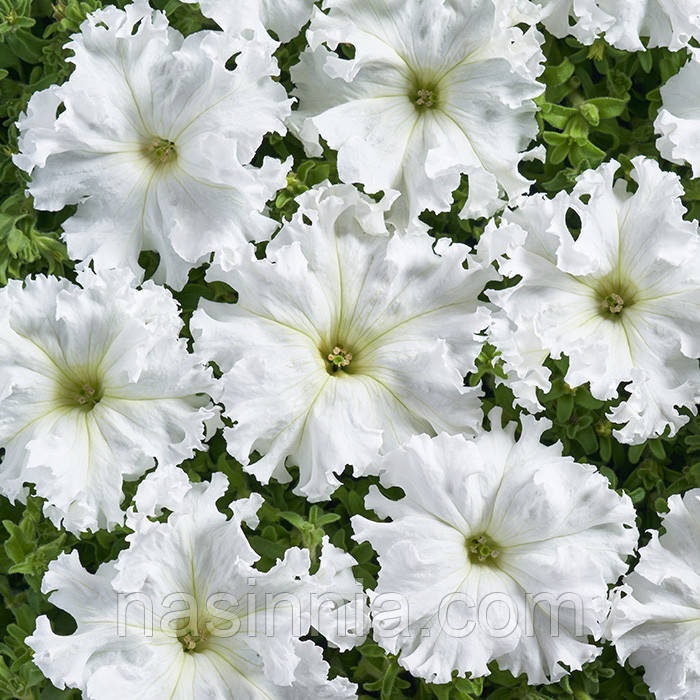 Petunia grandiflora Петунія Афродіта F1 Біла F1 50 драже