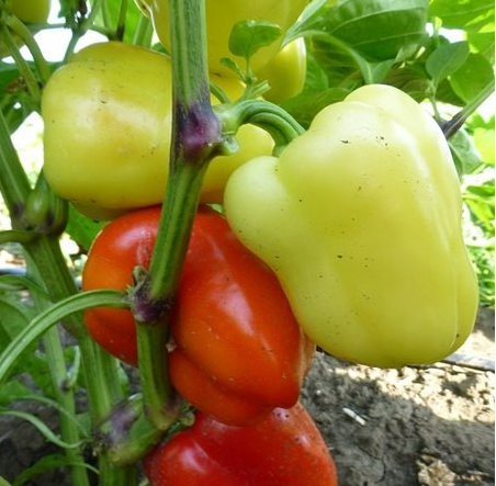 ЯНІКА F1 — 250 шт. насіння перцю солодкого, Kitano Seeds