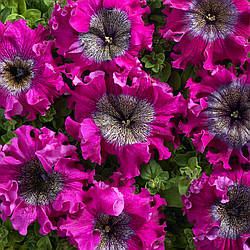 Petunia grandiflora Петунія Бордо F1 100 насінин