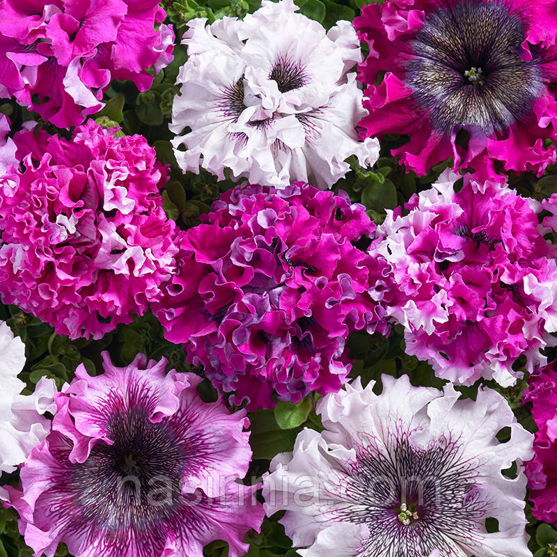 Petunia grandiflora Петунія Черніго Тріумф F1 50 насінин