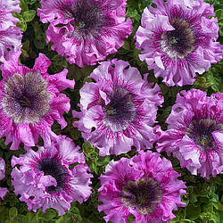 Petunia grandiflora Петунія Розеа F1 100 насінин