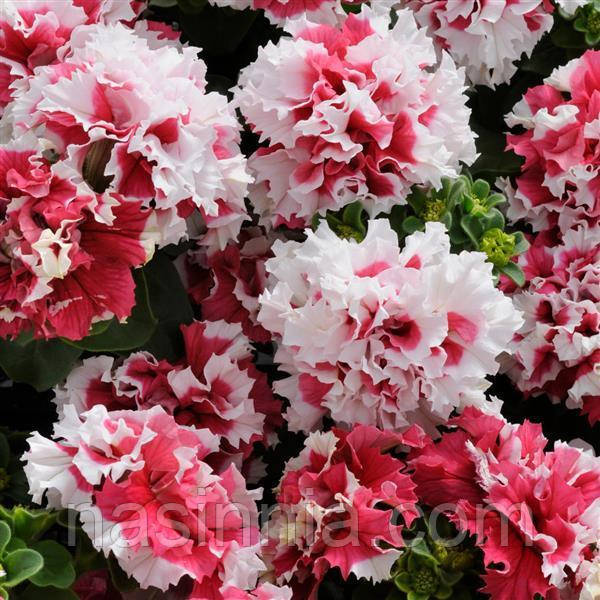 Petunia double grandiflora Петунія махрова Пірует (червона) F1 50 драже