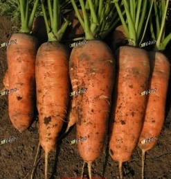 Шамарэ насіння моркви Шантане