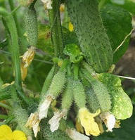 АМУР F1 — насіння огірка партенокарпічного 250 насіння, Bejo Zaden