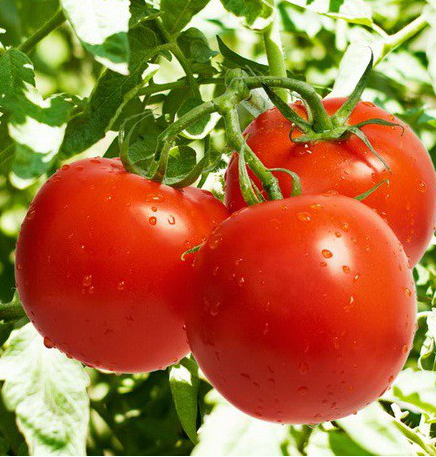 ТЕРРА КОТТА F1 — насіння томата, Syngenta