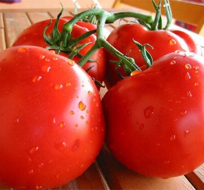 ТАНЯ F1 - насіння томату , Seminis