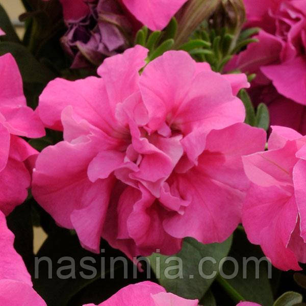 Petunia double grandiflora Петунія махрова Акварель рожева F1 50 драже