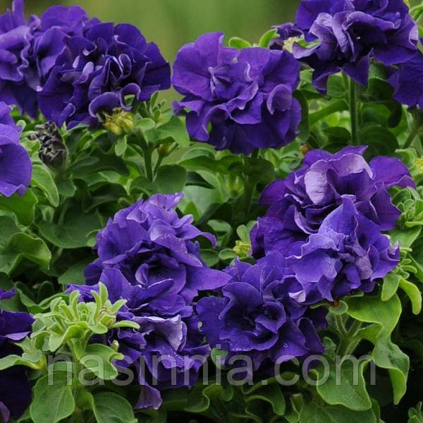Petunia double grandiflora Петунія махрова Акварель темно-синя F1 50 драже