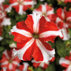 Petunia grandiflora Петунія Трітунія Red Star (червона зірка) 50 драже