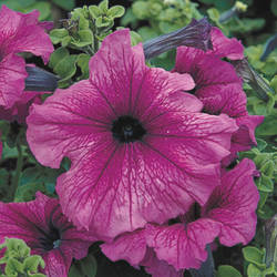 Petunia grandiflora Петунія Трітунія Plum (сливова) 50 драже