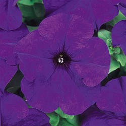 Petunia grandiflora Петунія Трітунія Синя 50 драже