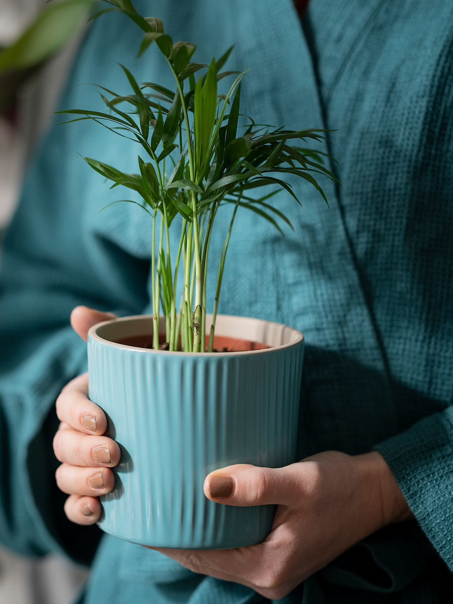 Комнатный цветок пальма IKEA CHAMAEDOREA ELEGANS в горшке диаметр 9 см 903.927.63 - фото 1 - id-p1568135537