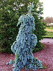 Ялина колюча The Blues 2 річна, Ель колючая Зе Блюз, Picea pungens The Blues, фото 6