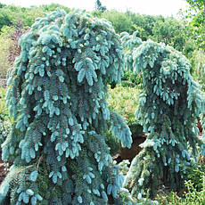 Ялина колюча The Blues 2 річна, Ель колючая Зе Блюз, Picea pungens The Blues, фото 4