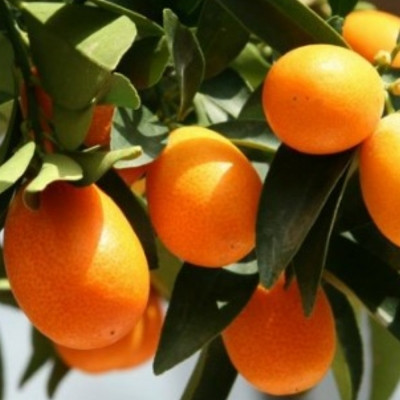 Саджанці кумквата Реалі (2-річний) (Fortunella Reale), фото 1