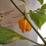 Перець Хабанеро жовтий насіння 0,25 гр. (прибл 50 шт) (Habanero yellow) гострий до 350.000 SHU, фото 3