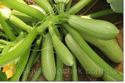 Семена кабачка Кустовой 0,5кг.Ранний., фото 1