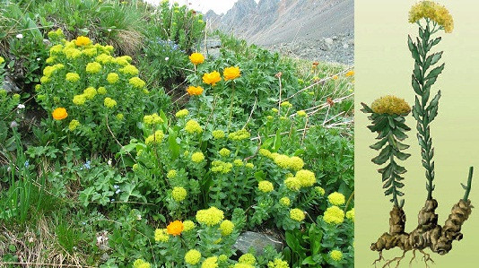 родіола рожева