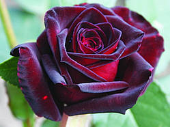 Троянда Чорна магія