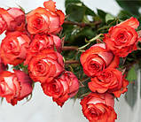 Троянда Ігуана, фото 2