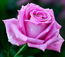 Чайно-Гібридна троянда сорту Аква