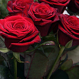 Чайно-гібридна троянда сорту Гран-при, фото 2