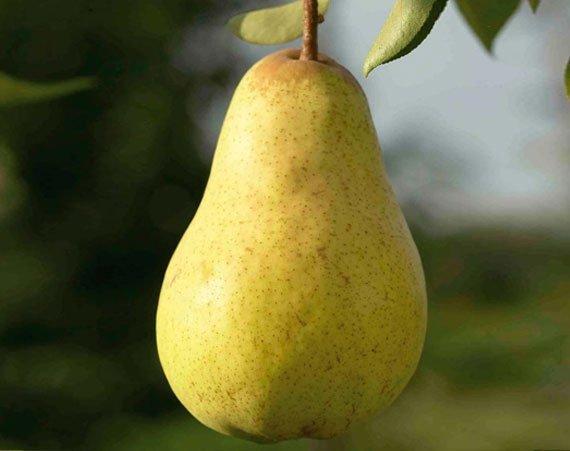 Груша *Рікс*, фото 1