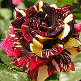 Чайно-гібридна троянда сорту Абра Кадабра, фото 2