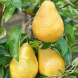 Груша Дюшес, фото 4