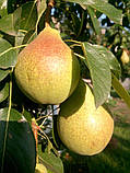 Груша "Лісова красуня", фото 2