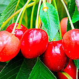 Черешня "Аеліта", фото 2