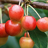 Черешня "Аеліта", фото 3