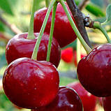 Вишня "Встріча", фото 2