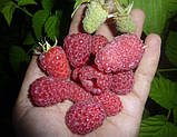 Малина "Феномен"( середнього терміну доздрівання), фото 2