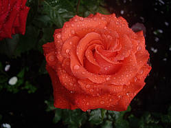 Троянда "Анжелика"