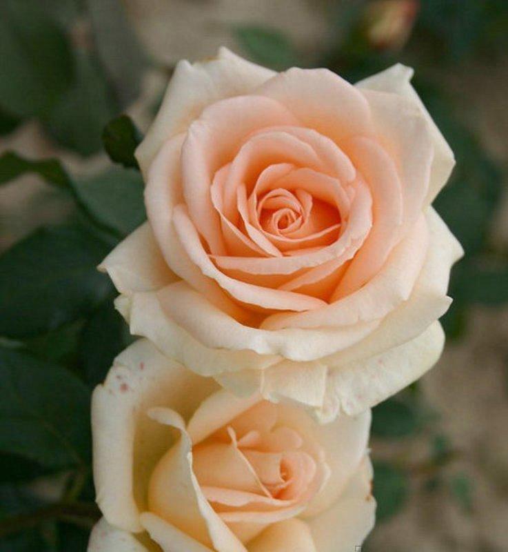 Роза "Осиана", фото 1