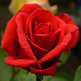 Троянда "Ред Берлин", фото 2