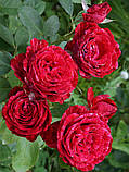 Троянда "Ред Интуишн", фото 2