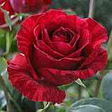 Троянда "Ред Интуишн", фото 3